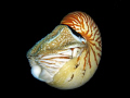   Chambered Nautilus Big Dropoff Drop-off Drop off  